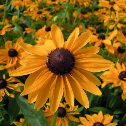 Picture of Rudbeckia - Marmalade